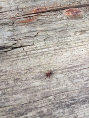 Asagena americana