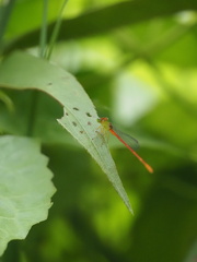 Ceriagrion auranticum