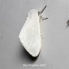 Lymantriinae