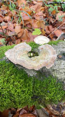 Trametes betulina