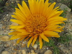 Berkheya barbata