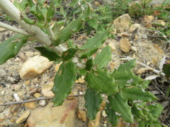 Berkheya barbata