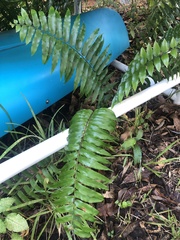 Nephrolepis exaltata