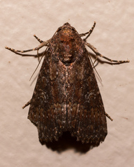 Condica illecta