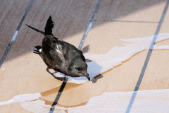 Hydrobates leucorhous