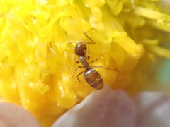 Paraparatrechina sakurae