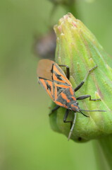 Spilostethus rivularis