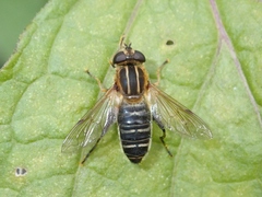 Helophilus