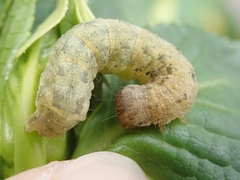 Mamestra brassicae