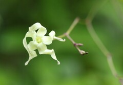 Cryptolepis capensis