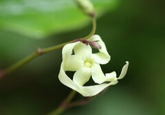 Cryptolepis capensis