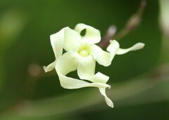 Cryptolepis capensis