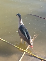 Nycticorax nycticorax
