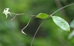 Cryptolepis capensis