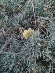 Parthenium argentatum