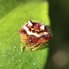 Poecilopachys australasia