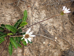 Gerbera serrata