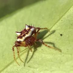 Poecilopachys australasia