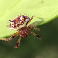 Poecilopachys australasia