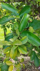Citrus × taitensis