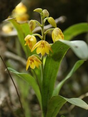 Polystachya pubescens