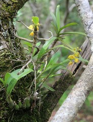 Polystachya pubescens