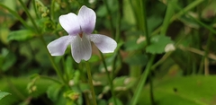 Viola sieberiana
