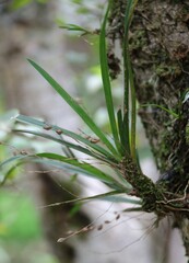 Angraecum pusillum