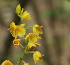 Polystachya pubescens