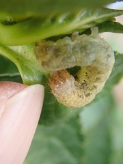 Mamestra brassicae
