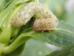 Mamestra brassicae