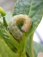 Mamestra brassicae
