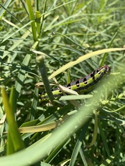 Hyles tithymali tithymali