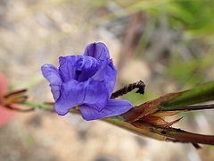 Aristea ecklonii