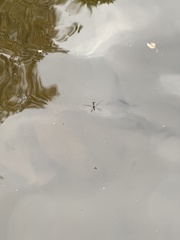 Limnoporus canaliculatus