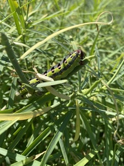 Hyles tithymali tithymali