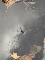 Limnoporus canaliculatus