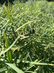 Hyles tithymali tithymali