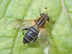 Helophilus