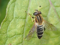 Helophilus