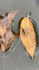 Limnoporus canaliculatus