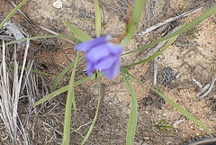 Aristea ecklonii