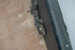 Gekko gecko