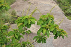 Croton sylvaticus