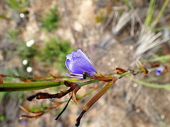Aristea ecklonii
