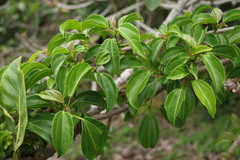 Scepocarpus trinervis