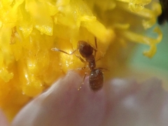 Paraparatrechina sakurae