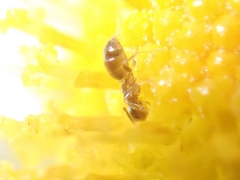 Paraparatrechina sakurae