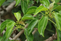 Scepocarpus trinervis