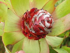 Leucadendron tinctum